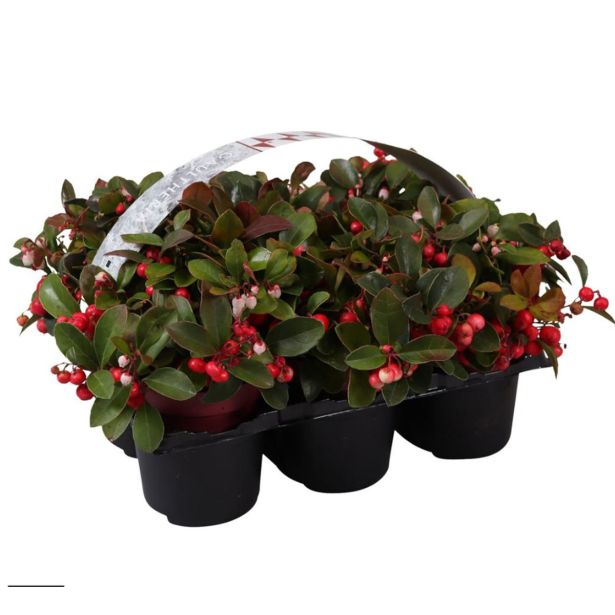GAULTERIJA BIG BERRY L10 CM