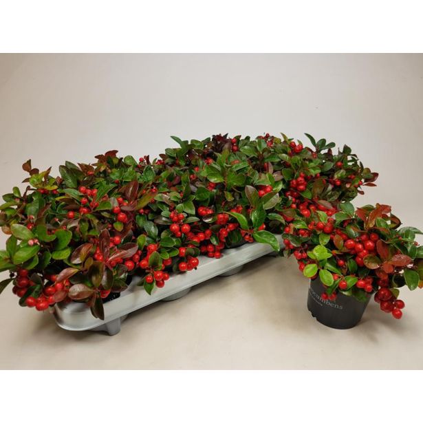 GAULTERIJA PROCUMBENS