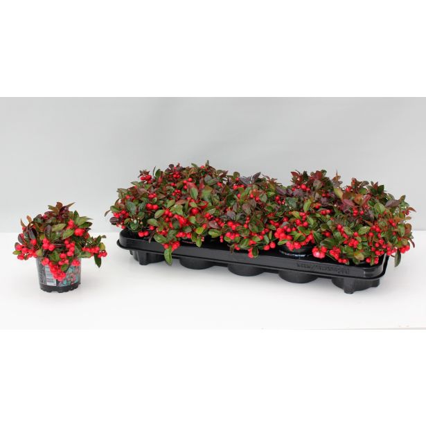 GAULTERIJA PROCUMBENS