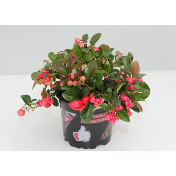 GAULTERIJA PROCUMBENS