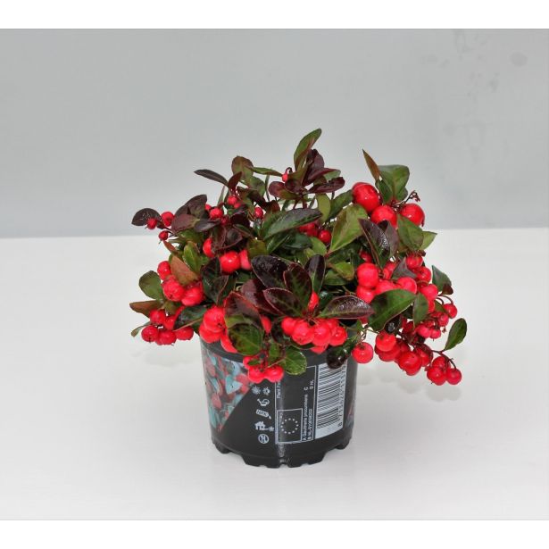 GAULTERIJA PROCUMBENS