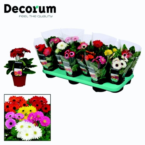 CVETOČA SOBNA RASTLINA GERBARA L10