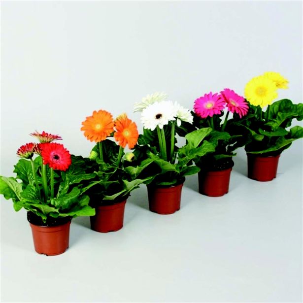 CVETOČA SOBNA RASTLINA GERBARA L9
