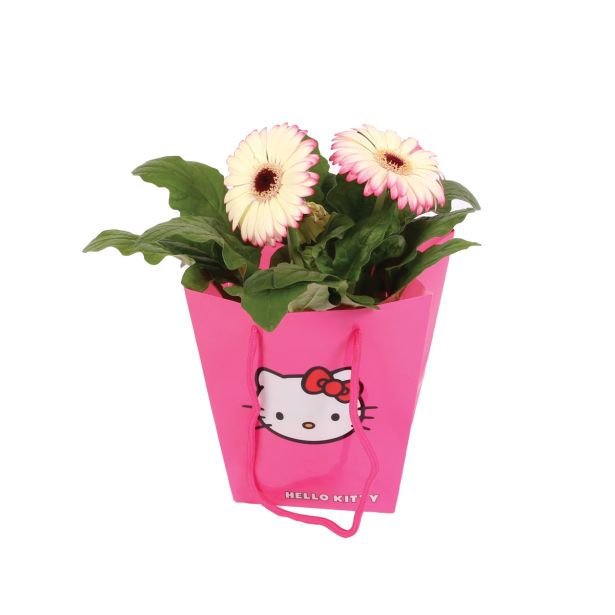 CVETOČA SOBNA RASTLINA GERBERA L 12