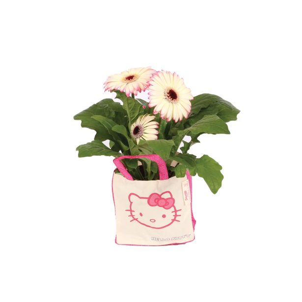 CVETOČA SOBNA RASTLINA GERBERA L 12