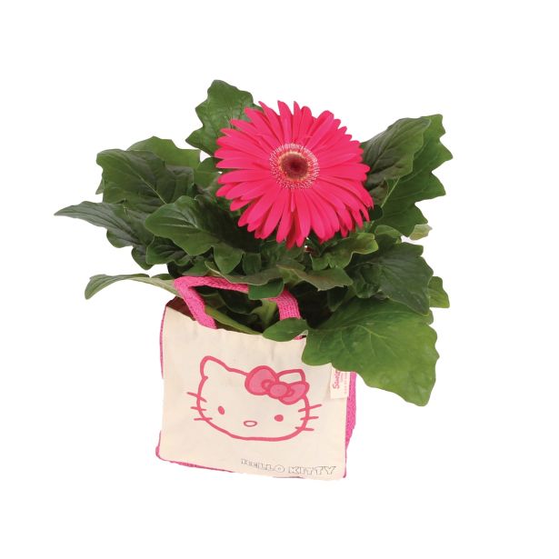 CVETOČA SOBNA RASTLINA GERBERA L 12