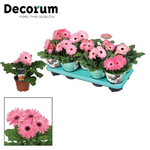 CVETOČA SOBNA RASTLINA GERBERA ROZA GERBERA G12