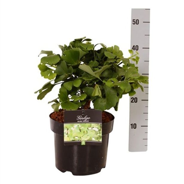 LISTAVEC GINKO MARIKEN L23