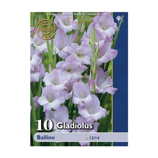 GLADIOLA HOLLAND BULB MARKET BALLINO