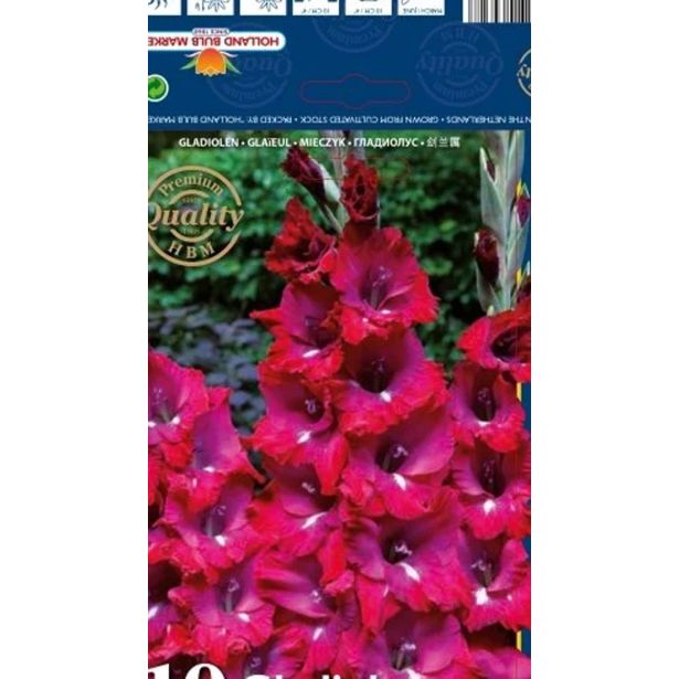 GLADIOLA HOLLAND BULB MARKET GLADIOLUS SAN SIRO