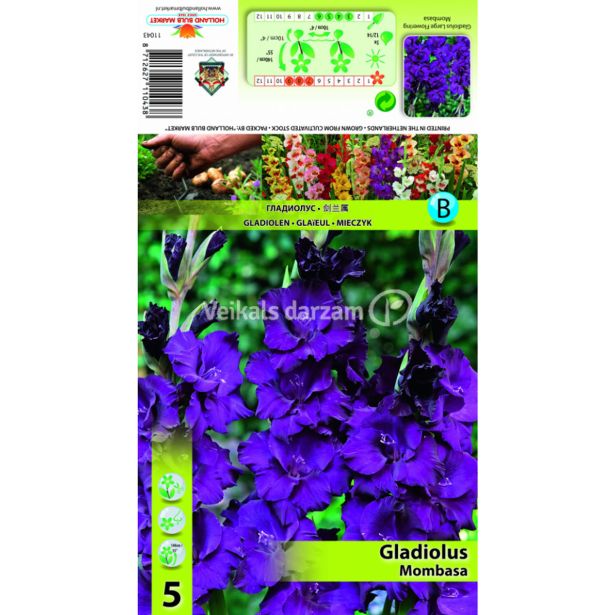 GLADIOLA HOLLAND BULB MARKET MOMBASA