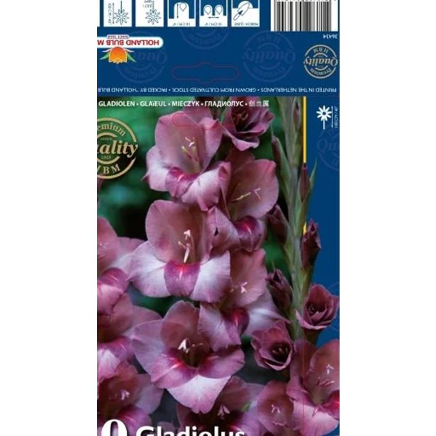 GLADIOLA HOLLAND BULB MARKET TORINO