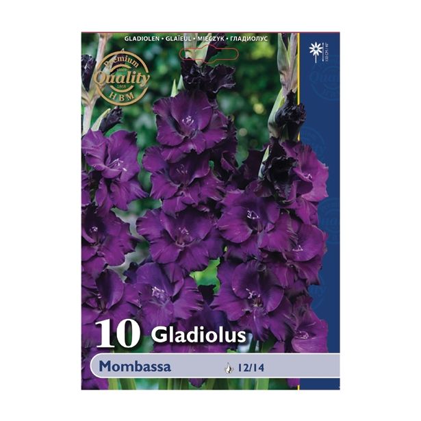 GLADIOLA HOLLAND BULB MARKET MOMBASSA