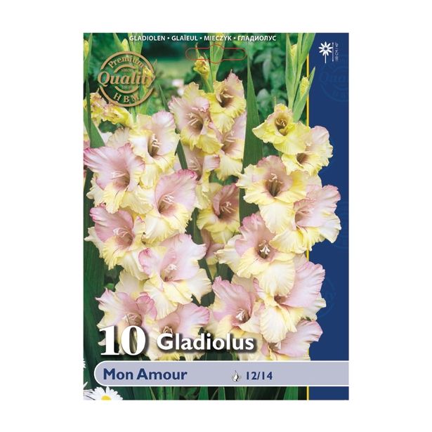 GLADIOLA HOLLAND BULB MARKET MON AMOUR