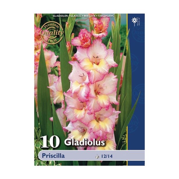 GLADIOLA HOLLAND BULB MARKET PRISCILLA