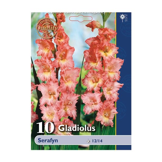 GLADIOLA HOLLAND BULB MARKET SERAFYN
