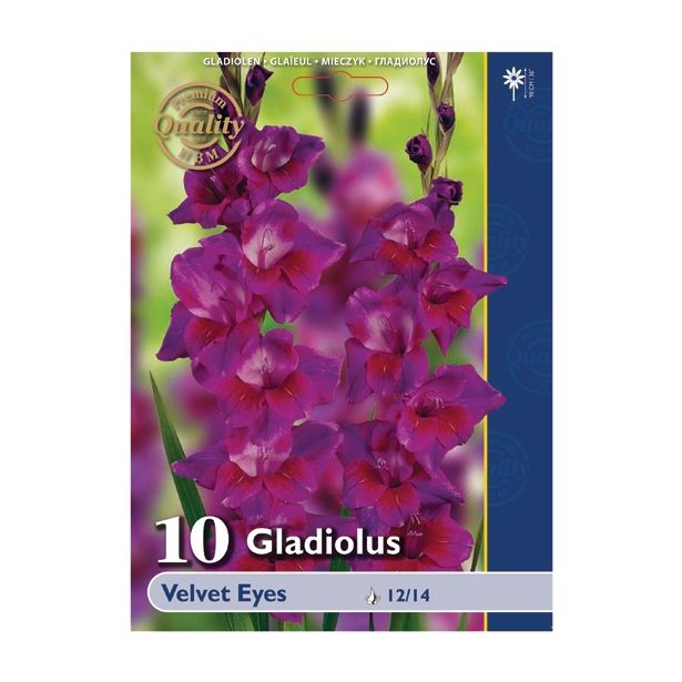 GLADIOLA HOLLAND BULB MARKET VELVET EYES