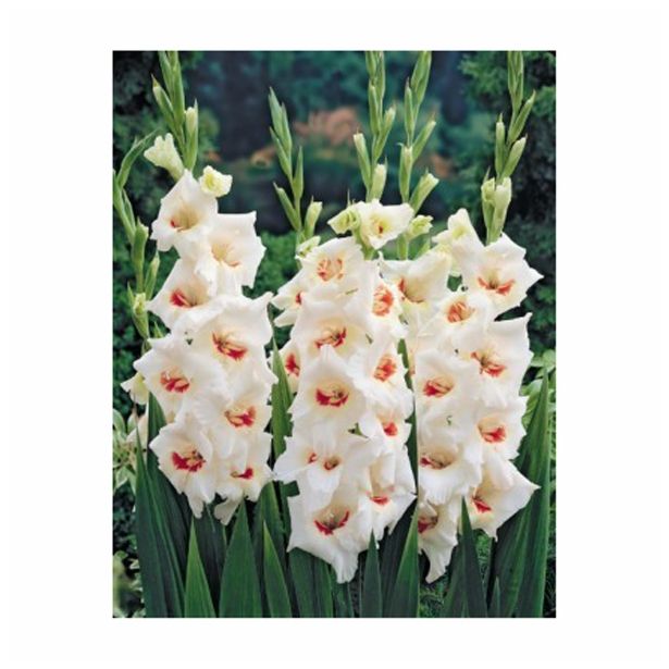 GLADIOLA HOLLAND BULB MARKET MARY HOUSLEY