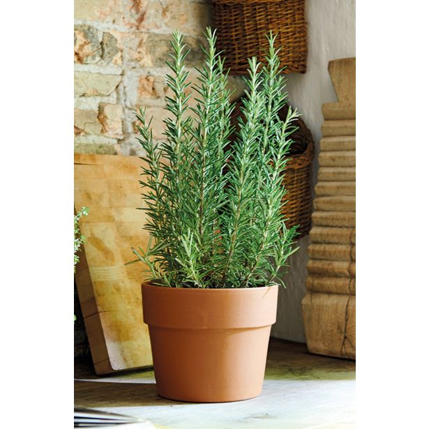 GLINENI ZUNANJI LONEC DEROMA CACHEPOT PERFETTO 10CM TERRACOTTA