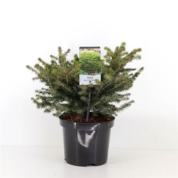 IGLAVEC GNEZDASTA SMREKA L19