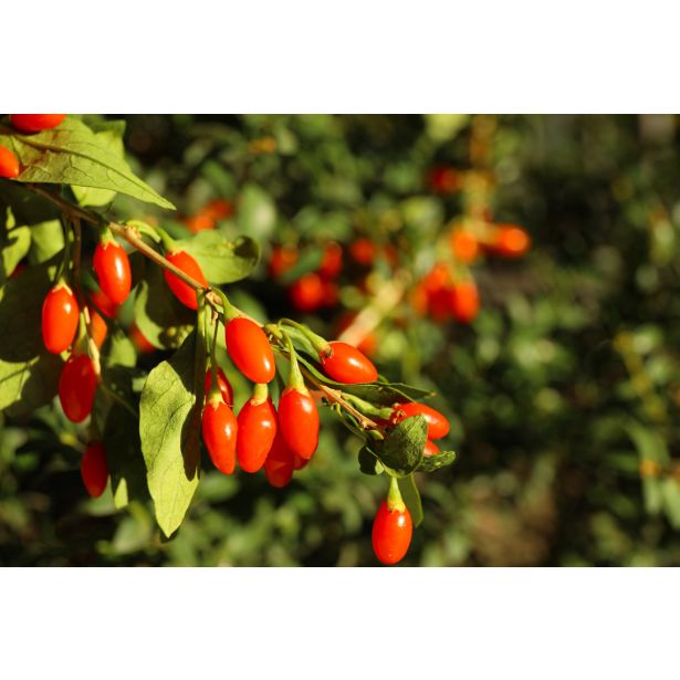 JAGODIČEVJE GOJI JAGODE