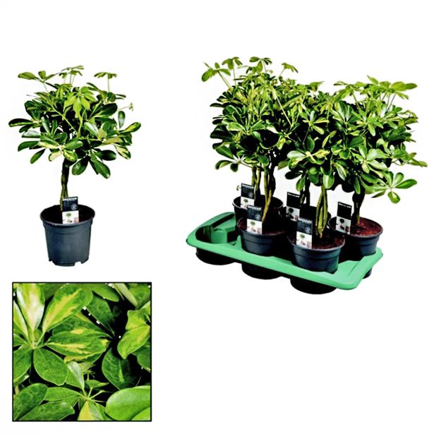 ŠEFLERA GOLD CAPELLA L17