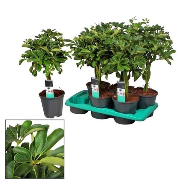 ŠEFLERA GOLD CAPELLA L17