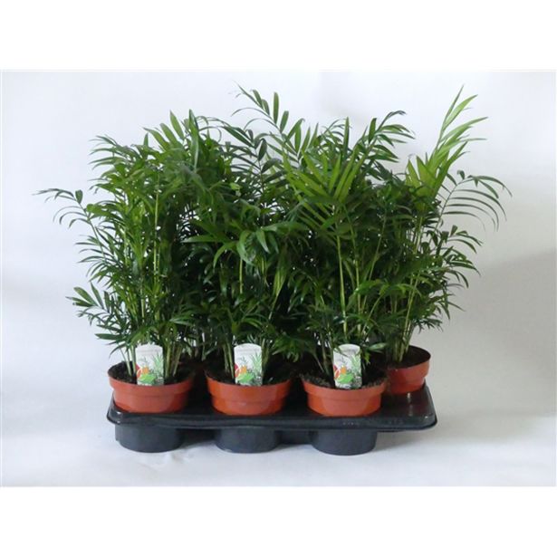 SOBNA ZELENA RASTLINA GORSKA PALMA L15