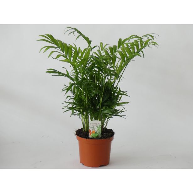 SOBNA ZELENA RASTLINA GORSKA PALMA L15