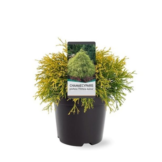 PACIPRESA GRAHASTA FILIFERA AUREA L19