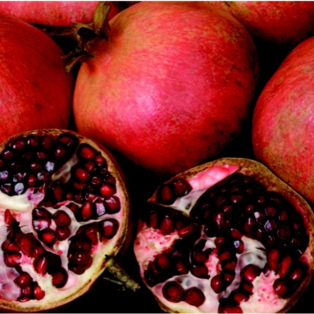 SADNO DREVO GRANATNA JABLANA