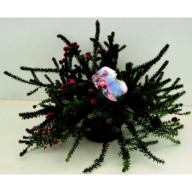 SEZONSKA RASTLINA GREVILEJA L17