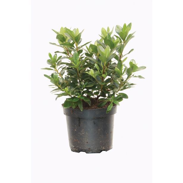 GRM AZALEJA KONIGSTEIN