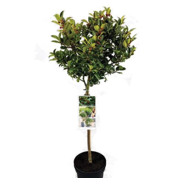 GRM BOŽJE DREVCE NA STEBLU