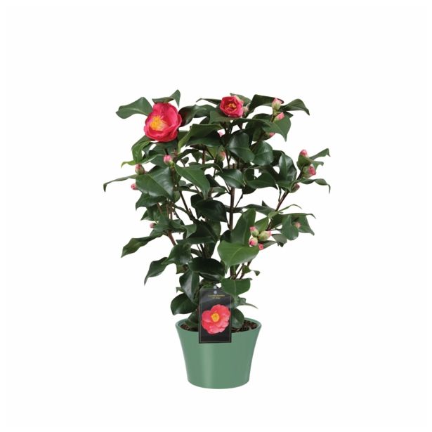 GRM CAMELLIA DR.KING