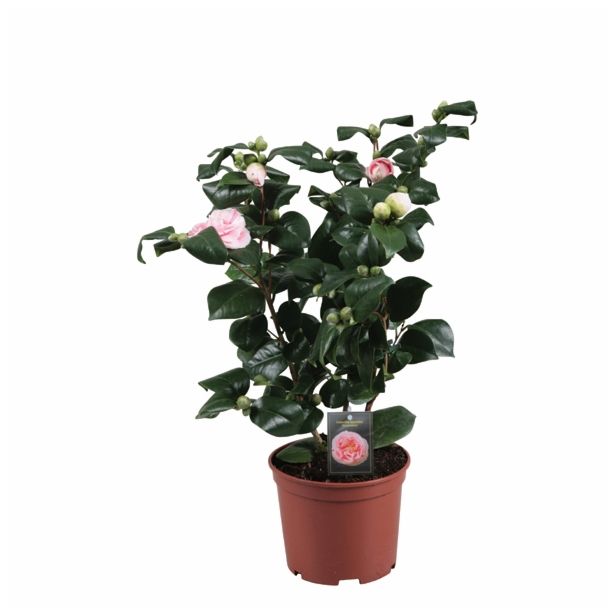 GRM CAMELLIA DR.KING