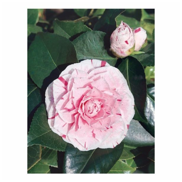 GRM CAMELLIA DR.KING