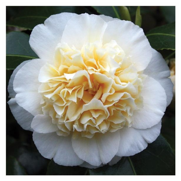 GRM CAMELLIA DR.KING