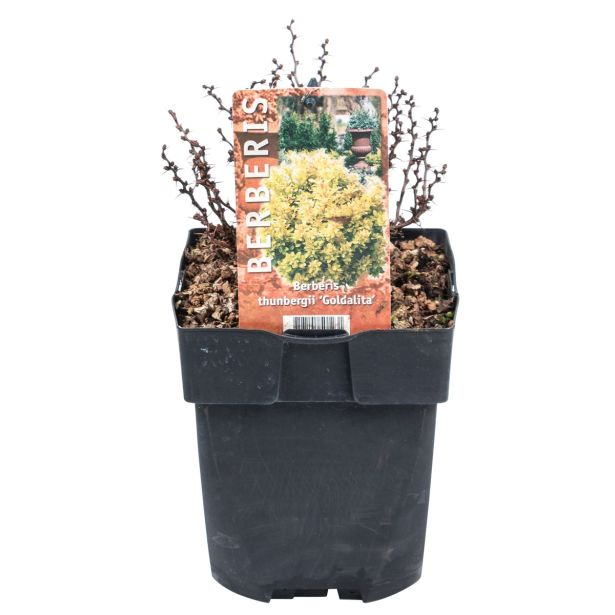 GRMOVNICA OKRASNA V LIST. ČEŠMIN