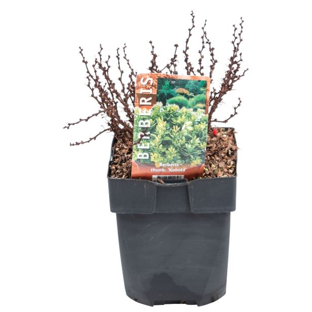 GRMOVNICA OKRASNA V LIST. ČEŠMIN