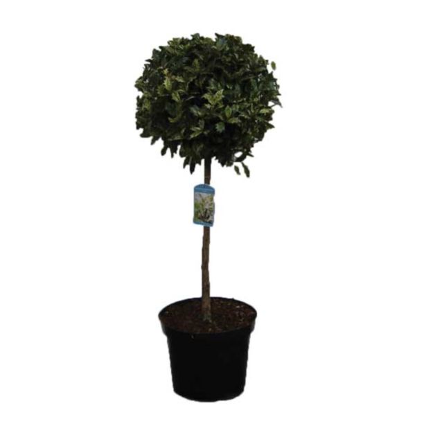 GRM DIŠEČA OSTOLISTNICA