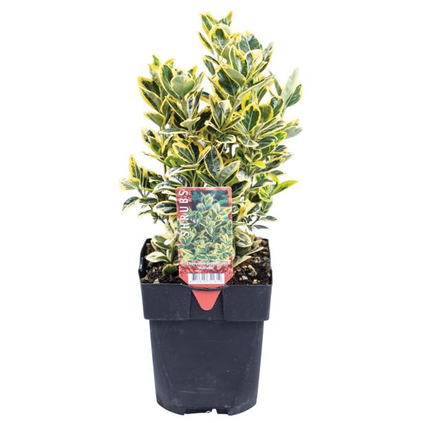 GRM JAPONSKA TRDOLESKA