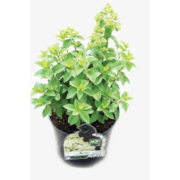 HORTENZIJA LATASTA L19