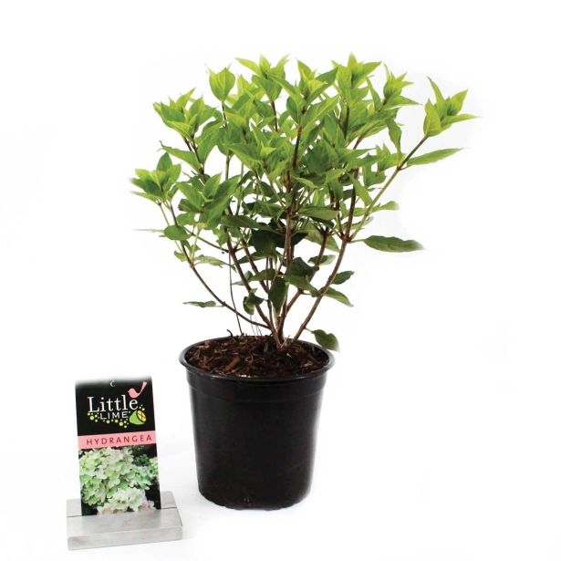 GRM LATASTA HORTENZIJA