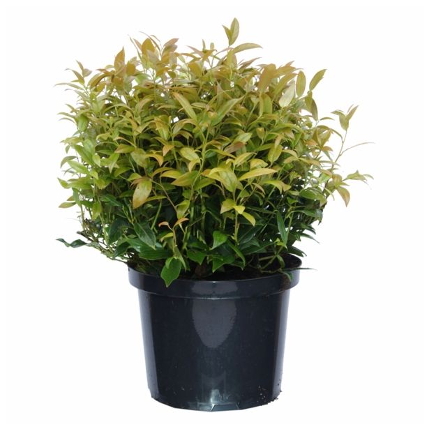 GRM LEUCOTHOE SCARLETTA