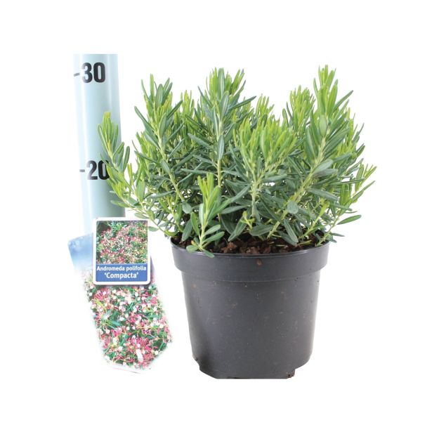 GRM NAVADNA ROŽMARINKA