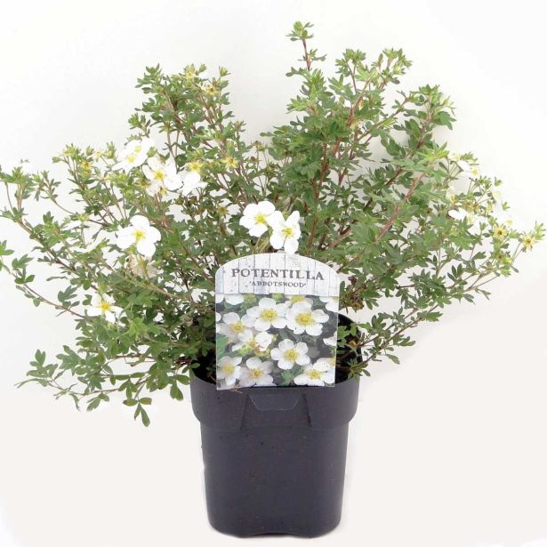 CVETOČA GRMOVNICA PETEROPRSTNIK