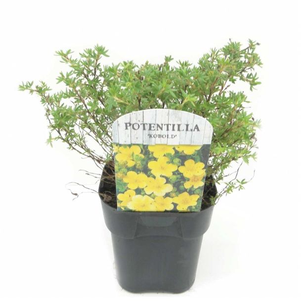 CVETOČA GRMOVNICA PETEROPRSTNIK