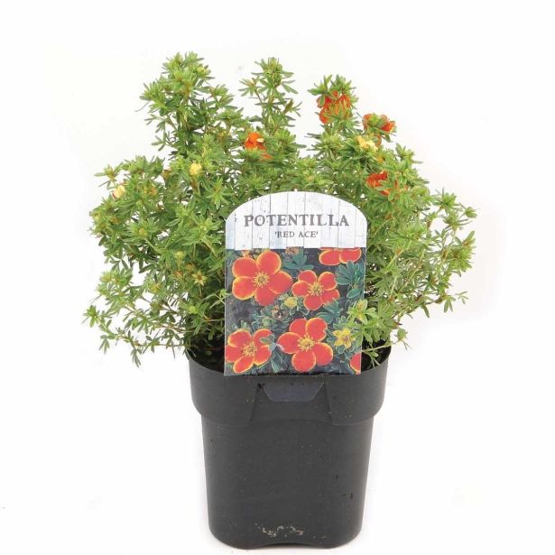 CVETOČA GRMOVNICA PETEROPRSTNIK