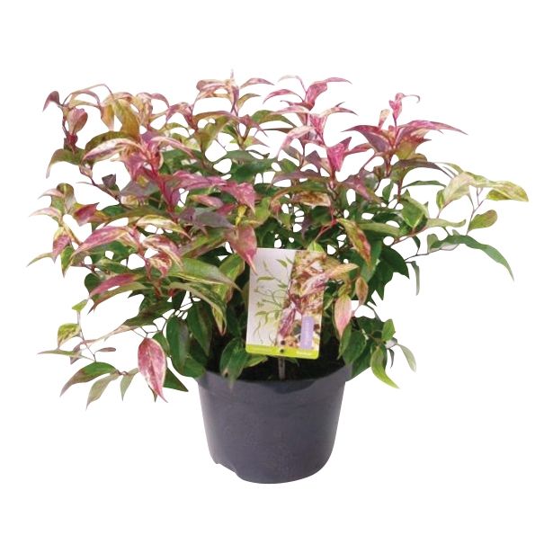 GRM PHOTINIA FRASERI LITTLE RED ROBIN